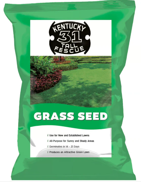 (7107) Black Beauty Kentucky 31 3lb Jonathan Green